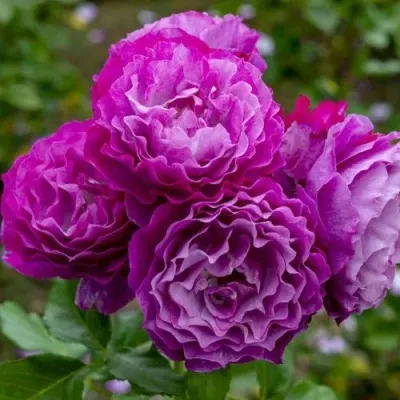 Саженцы роз БЛЮ ЭДЕН  флорибунда — описание сорта Саженцы роз БЛЮ ЭДЕН  флорибунда в Москве