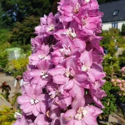 Дельфиниум АСТОЛАТ тихоокеанский — описание сорта Дельфиниум АСТОЛАТ тихоокеанский в Москве