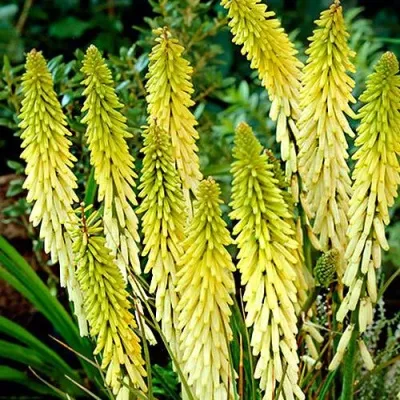 Книфофия ЛИТТЛ МЕЙД гибридная — описание сорта Книфофия ЛИТТЛ МЕЙД гибридная в Москве