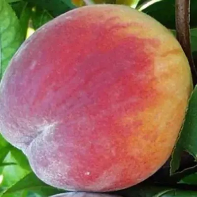 Персик САНКРЕСТ — описание сорта Персик САНКРЕСТ в Москве