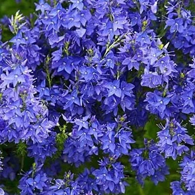 Вероника РОЯЛ БЛЮ большая  Вероника РОЯЛ БЛЮ большая в Москве