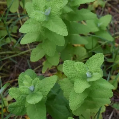 Мята АПФЕЛМИНЦЕ — описание сорта Мята АПФЕЛМИНЦЕ в Москве