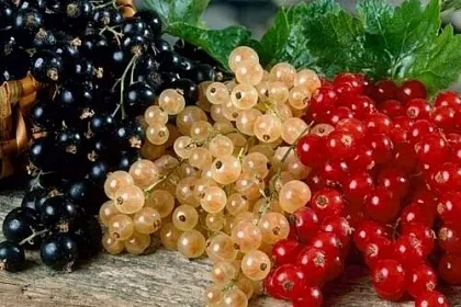 Сорта ягодных кустарников - Смородина