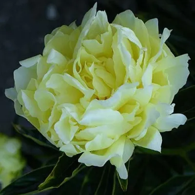 Пион ЗОЛОТАЯ КОЛЕСНИЦА травянистый — описание сорта Пион ЗОЛОТАЯ КОЛЕСНИЦА травянистый в Москве