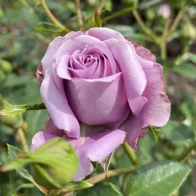 Саженцы роз БИЛОНА спрей — описание сорта Саженцы роз БИЛОНА спрей в Москве