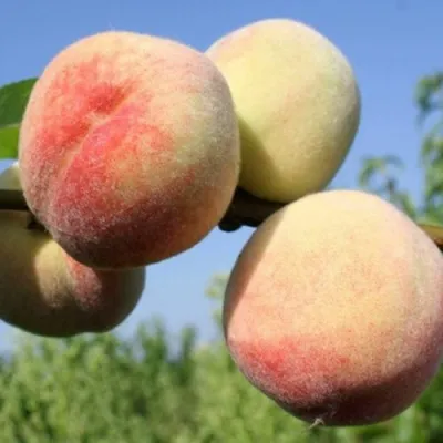 Персик ДОНЕЦКИЙ БЕЛЫЙ — описание сорта Персик ДОНЕЦКИЙ БЕЛЫЙ в Москве