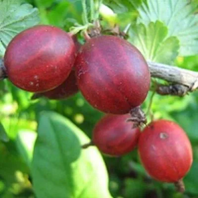 Крыжовник ЩЕДРЫЙ — описание сорта Крыжовник ЩЕДРЫЙ в Москве