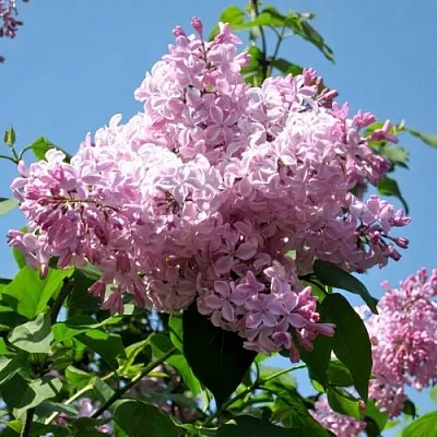 Сирень БУФФОН в Москве