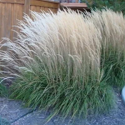 Вейник КАРЛ ФОРСТЕР остроцветковый — описание сорта Вейник КАРЛ ФОРСТЕР остроцветковый в Москве