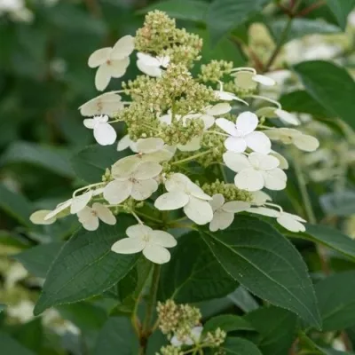 Гортензия ПРИМ ВАЙТ метельчатая — описание сорта Гортензия ПРИМ ВАЙТ метельчатая в Москве