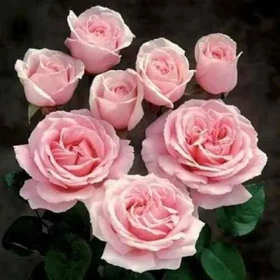 Саженцы роз ФРЕДРИК МИСТРАЛЬ чайно-гибридная — описание сорта Саженцы роз ФРЕДРИК МИСТРАЛЬ чайно-гибридная в Москве