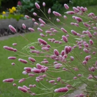 Кровохлебка РОК ЭНД РОЛЛ — описание сорта Кровохлебка РОК ЭНД РОЛЛ в Москве