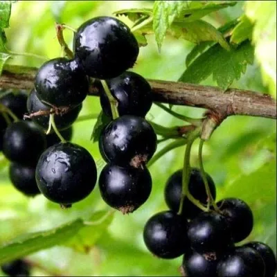 Смородина черная ДОБРЫЙ ДЖИН — описание сорта Смородина черная ДОБРЫЙ ДЖИН в Москве