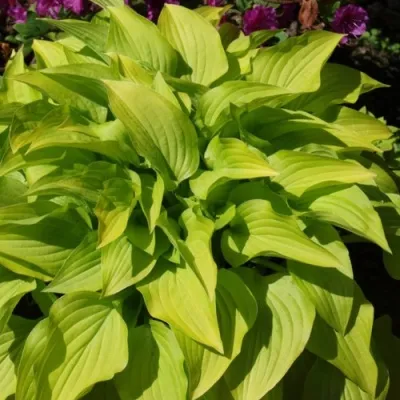 Хоста ХИДОН САНСЕТ — описание сорта Хоста ХИДОН САНСЕТ в Москве