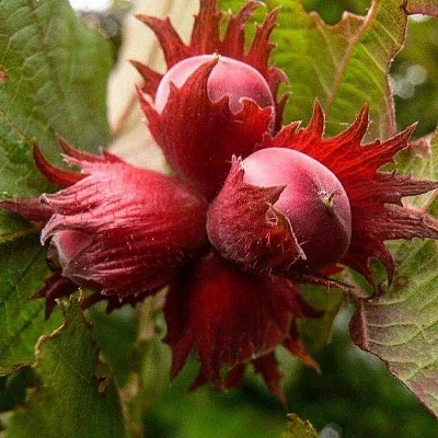 Фундук  Фундук в Москве