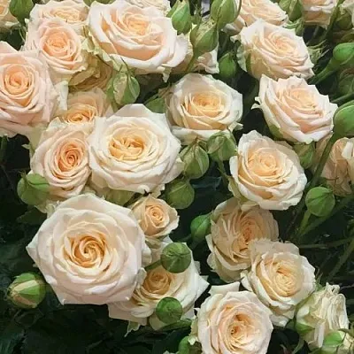 Саженцы роз ТАНЯ спрей  Саженцы роз ТАНЯ спрей в Москве