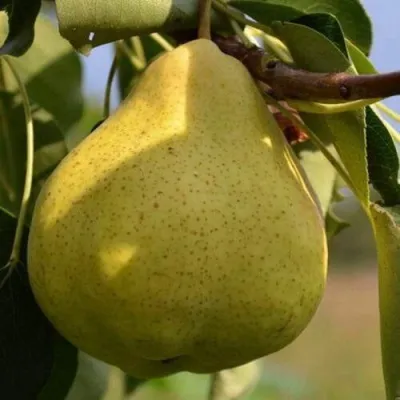 Груша ВЕЛИКАЯ ЛЕТНЯЯ (БОЛЬШАЯ ЛЕТНЯЯ) в Москве