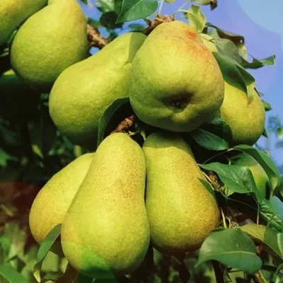 Груша НЕЖНОСТЬ колонновидная	 — описание сорта Груша НЕЖНОСТЬ колонновидная	 в Москве