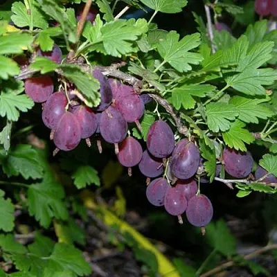 Крыжовник ГРУШЕНЬКА  Крыжовник ГРУШЕНЬКА в Москве