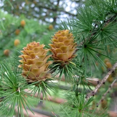 Лиственница КЕМПФЕРА — описание сорта Лиственница КЕМПФЕРА в Москве