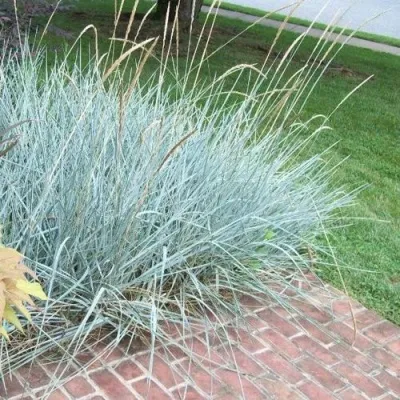 Элимус БЛЮ ДЮН песчаный — описание сорта Элимус БЛЮ ДЮН песчаный в Москве