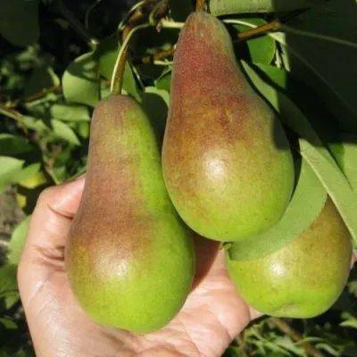 Груша ТАЛГАРСКАЯ КРАСАВИЦА в Москве