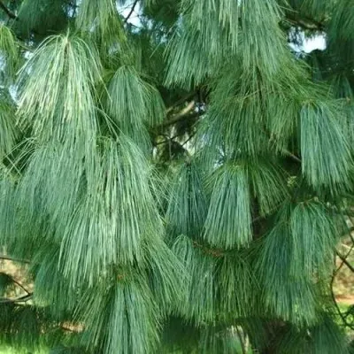 Сосна гриффита — описание сорта Сосна гриффита в Москве