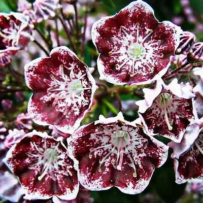 Кальмия БЛЕК ЛЕЙБЛ   Кальмия БЛЕК ЛЕЙБЛ  в Москве