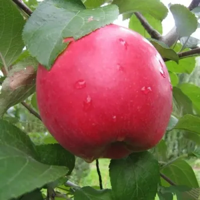 Яблоня АМУЛЕТ — описание сорта Яблоня АМУЛЕТ в Москве