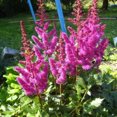 Астильба ЭЛИЗАБЕТ ВАН ВИН японская — описание сорта Астильба ЭЛИЗАБЕТ ВАН ВИН японская в Москве