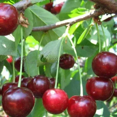 Дюк ИВАНОВНА — описание сорта Дюк ИВАНОВНА в Москве