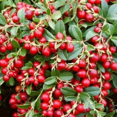 Брусника садовая МИСС ЧЕРРИ — описание сорта Брусника садовая МИСС ЧЕРРИ в Москве