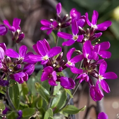 Арабис РОУЗ делайт  Арабис РОУЗ делайт в Москве