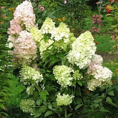 Гортензия БОМБШЕЛ метельчатая  Гортензия БОМБШЕЛ метельчатая в Москве