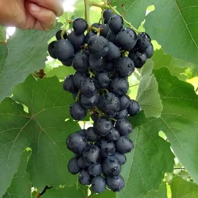 Виноград КИШМИШ АТТИКА — описание сорта Виноград КИШМИШ АТТИКА в Москве