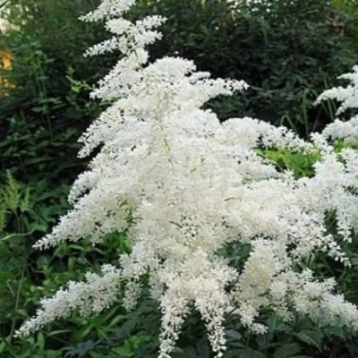 Астильба БРАУТШЛЕЙЕР Арендса в Москве