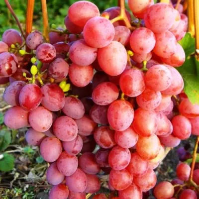 Виноград КИШМИШ КРАСНЫЙ — описание сорта Виноград КИШМИШ КРАСНЫЙ в Москве