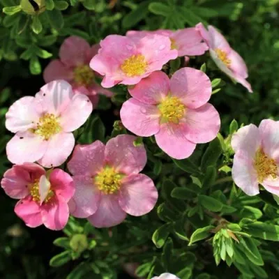 Лапчатка ЛАВЛИ ПИНК кустарниковая в Москве