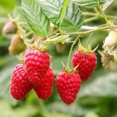 Малина РАДЗИЕВА — описание сорта Малина РАДЗИЕВА в Москве