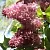 Сирень МЕДОВЫЙ СПАС в Москве