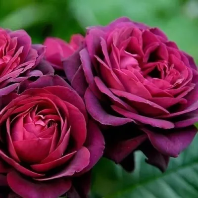 Саженцы роз ГРАФИНЯ ДИАНА чайно-гибридная в Москве