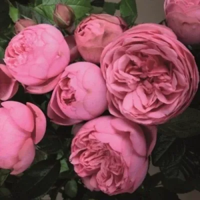 Саженцы роз ХЭППИ ПИАНО чайно-гибридная в Москве