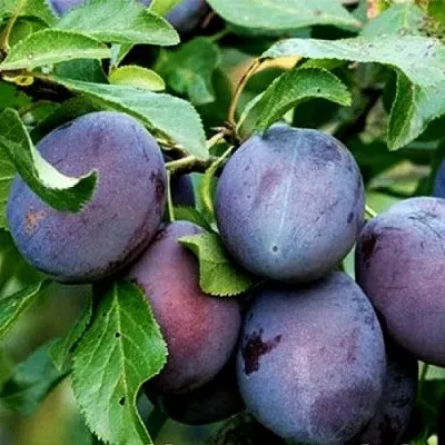 Слива ВЕНГЕРКА БЕЛОРУССКАЯ — описание сорта Слива ВЕНГЕРКА БЕЛОРУССКАЯ в Москве