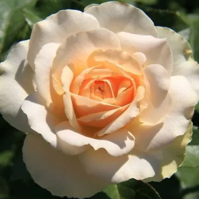 Саженцы роз САН СУСИ флорибунда — описание сорта Саженцы роз САН СУСИ флорибунда в Москве