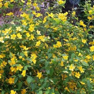 Керрия японская ГОЛДЕН ГИНЕЯ — описание сорта Керрия японская ГОЛДЕН ГИНЕЯ в Москве