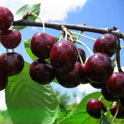 Дюк ЧУДО-ВИШНЯ  Дюк ЧУДО-ВИШНЯ в Москве