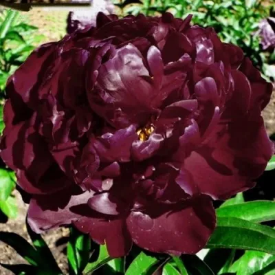 Пион ПИТЕР БРЕНД травянистый — описание сорта Пион ПИТЕР БРЕНД травянистый в Москве