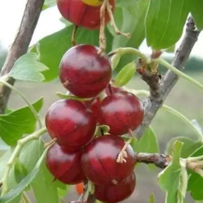 Смородина золотистая КЛЮКВЕННАЯ в Москве