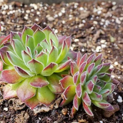 Молодило РУССКОЕ — описание сорта Молодило РУССКОЕ в Москве