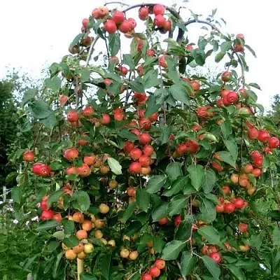 Яблоня ХЮВИНГИЕНЗИС декоративная  Яблоня ХЮВИНГИЕНЗИС декоративная в Москве